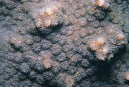 CotW: Echinopora gemmacea
