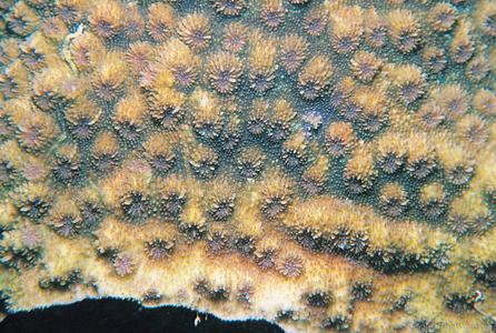 CotW preview: Echinopora hirsutissima