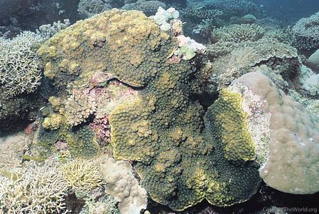 CotW preview: Echinopora hirsutissima