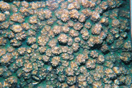 CotW: Echinopora hirsutissima