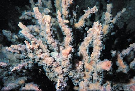 CotW preview: Echinopora horrida
