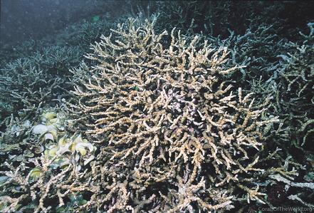 CotW preview: Echinopora horrida