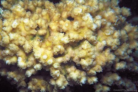 Echinopora irregularis