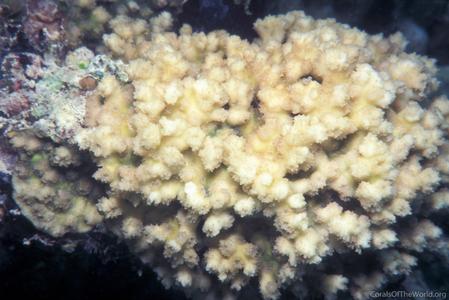 CotW preview: Echinopora irregularis