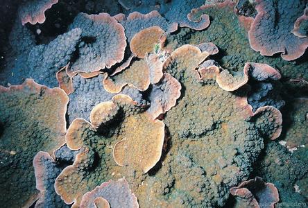 CotW: Echinopora lamellosa