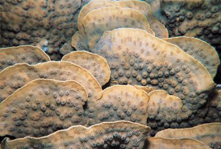 CotW: Echinopora lamellosa