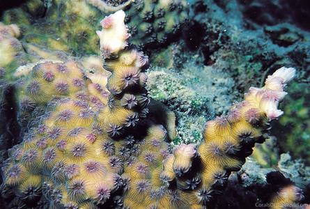 CotW: Echinopora mammiformis