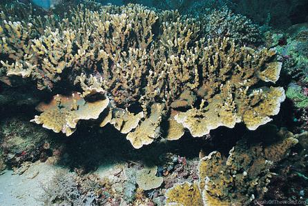 CotW: Echinopora mammiformis