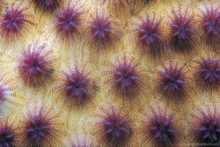 CotW: Echinopora mammiformis