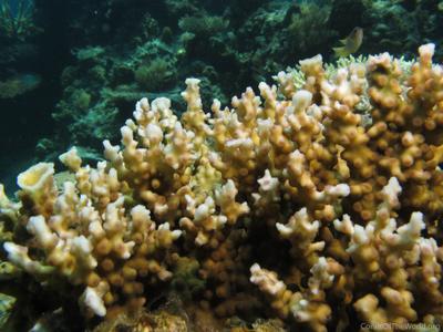 CotW: Echinopora mammiformis