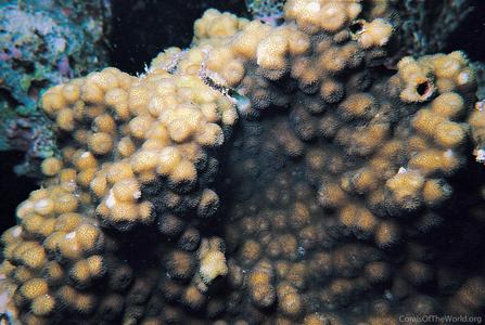 CotW: Echinopora pacificus