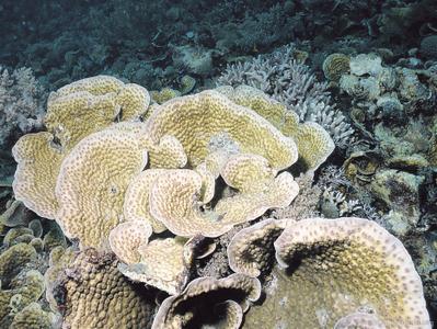 CotW: Echinopora pacificus