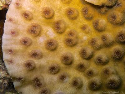 CotW: Echinopora pacificus
