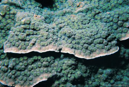 CotW: Echinopora pacificus