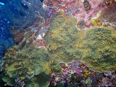 CotW: Echinopora pacificus