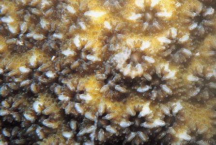 CotW preview: Echinopora robusta