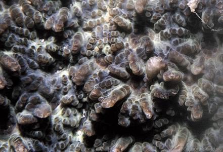 CotW: Echinopora robusta