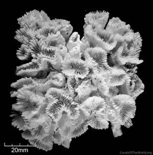 CotW: Erythrastrea flabellata
