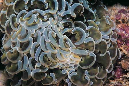 CotW: Euphyllia ancora