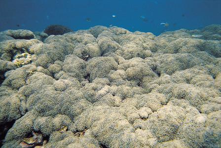 CotW: Euphyllia ancora