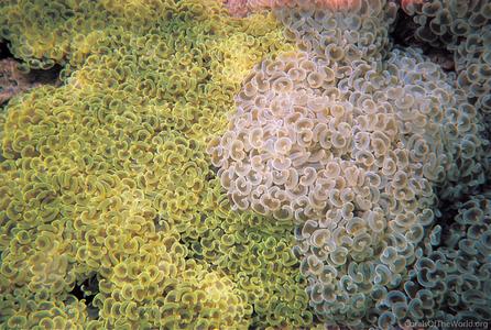 CotW: Euphyllia ancora