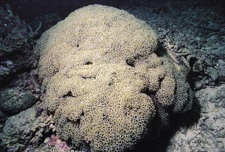 CotW: Euphyllia ancora