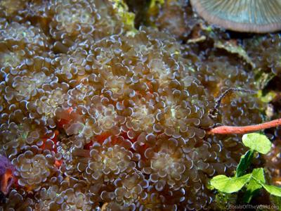 Euphyllia baliensis