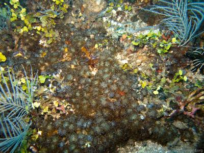 CotW: Euphyllia baliensis