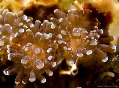 CotW: Euphyllia baliensis