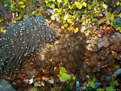 CotW: Euphyllia baliensis