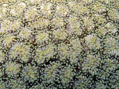 Euphyllia cristata