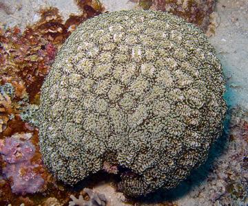 CotW preview: Euphyllia cristata
