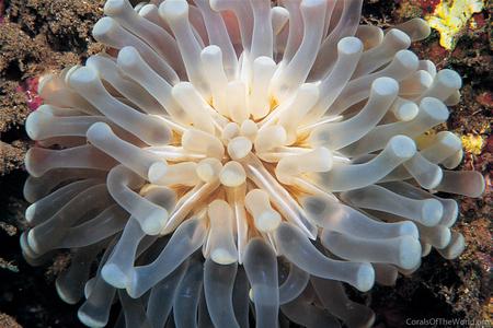 CotW: Euphyllia cristata