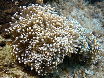 CotW: Euphyllia cristata