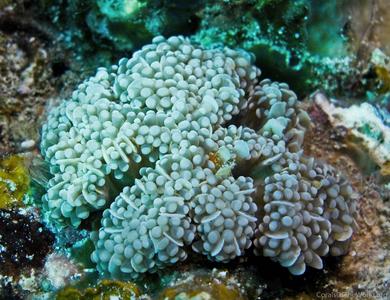 CotW: Euphyllia cristata