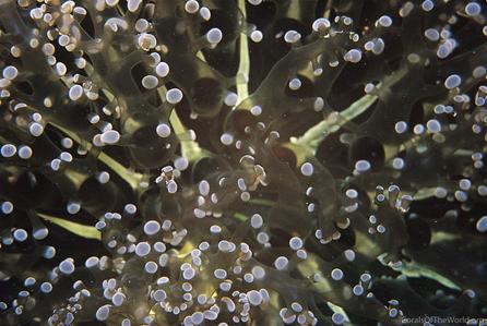 Euphyllia divisa
