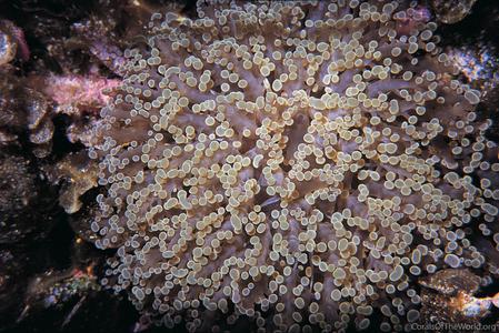 CotW: Euphyllia divisa