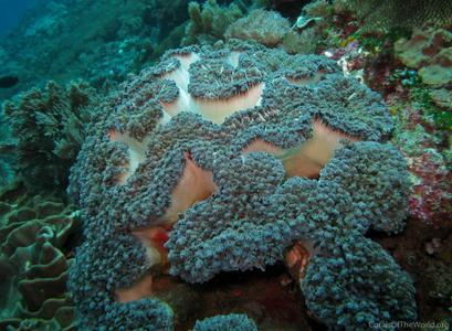 CotW: Euphyllia divisa