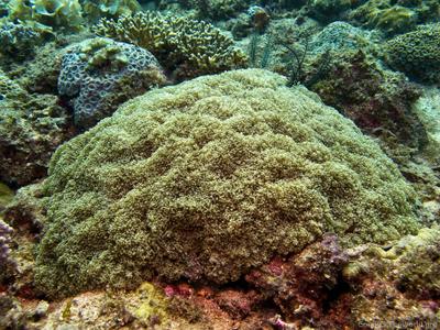 CotW: Euphyllia divisa