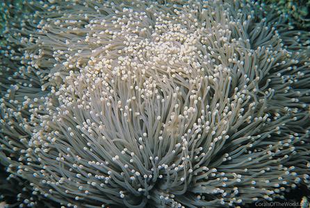 CotW preview: Euphyllia glabrescens