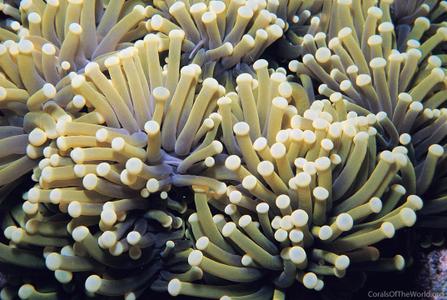 CotW: Euphyllia glabrescens