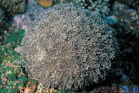 CotW: Euphyllia glabrescens