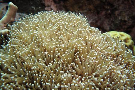 CotW: Euphyllia glabrescens