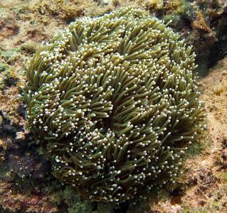 CotW: Euphyllia glabrescens