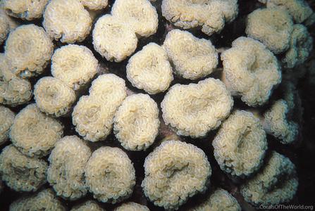 Euphyllia paraancora