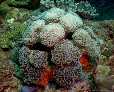 CotW preview: Euphyllia paraancora