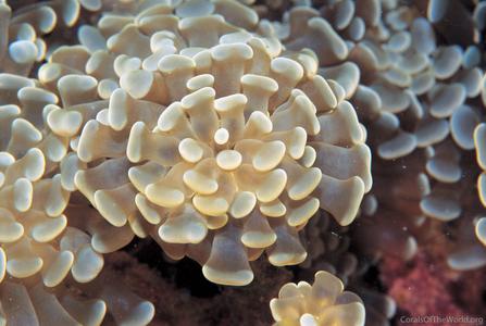 CotW: Euphyllia paraancora