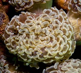 CotW: Euphyllia paraancora
