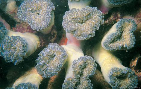 CotW: Euphyllia paraancora