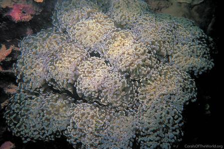Euphyllia paradivisa